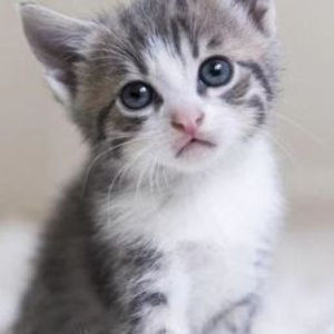 Meet your Posher, Kinsley